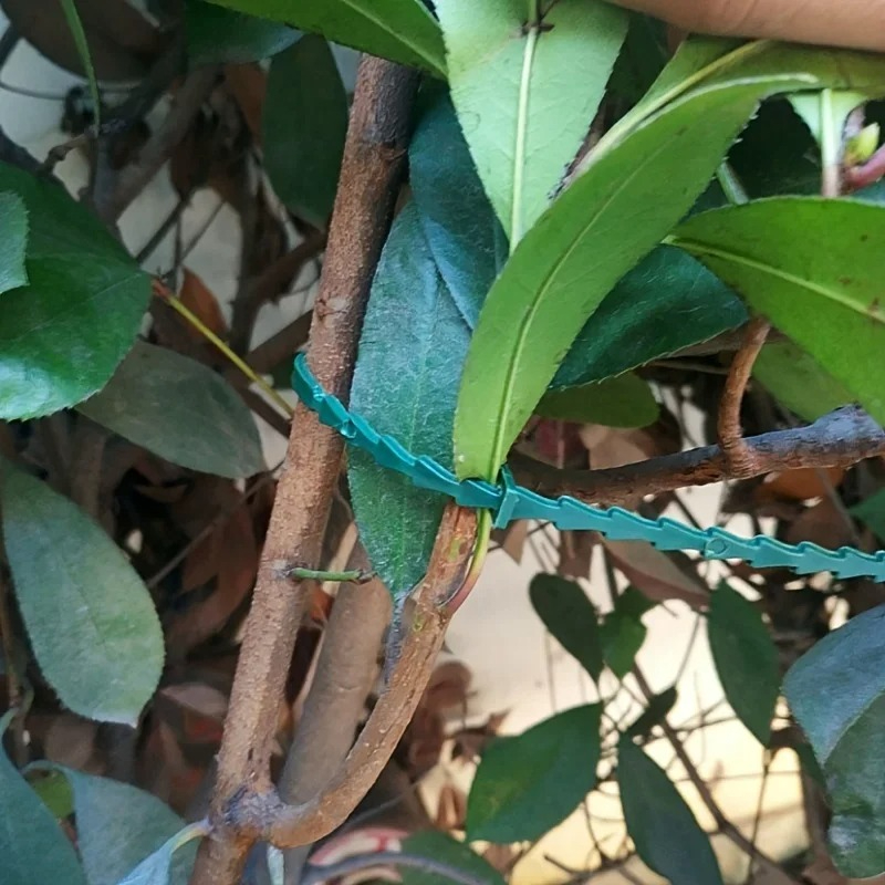 50pcs Adjustable Plastic Plant - Vine Climbing Plastic avaliação e preço