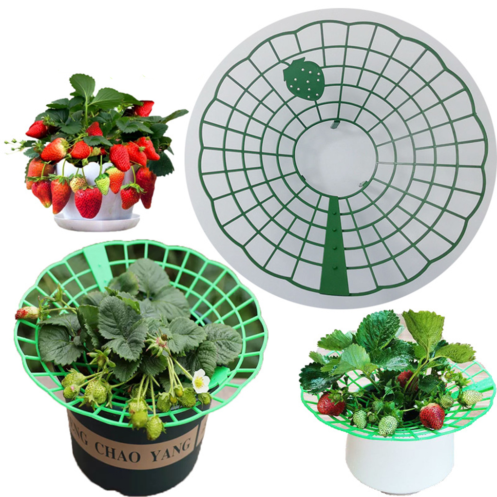 20PCS Strawberry Stand Green C - Vine Climbing Plastic avaliação e preço