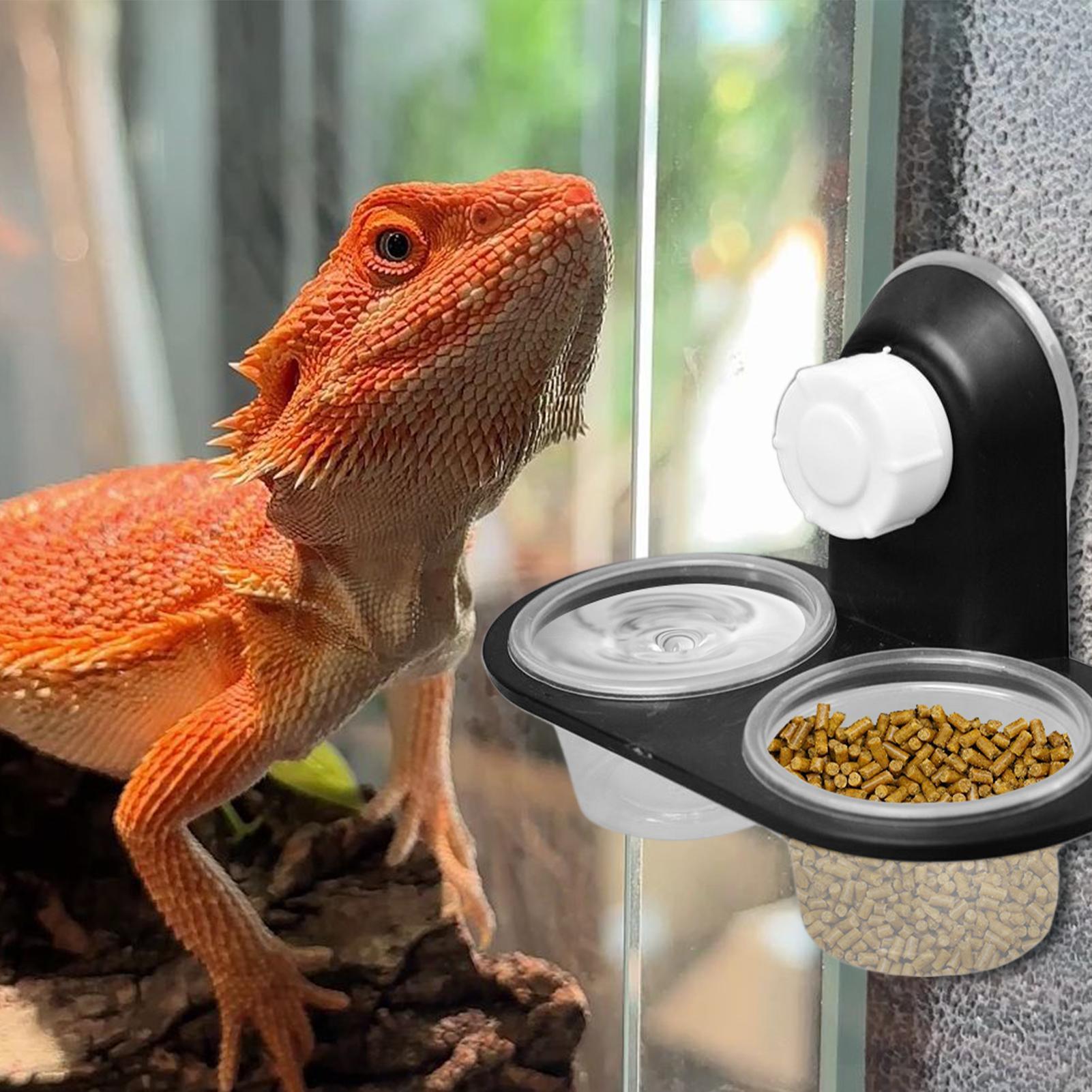 Gecko Food Dish Gecko Feeding  - Water Dish Reptile avaliação e preço