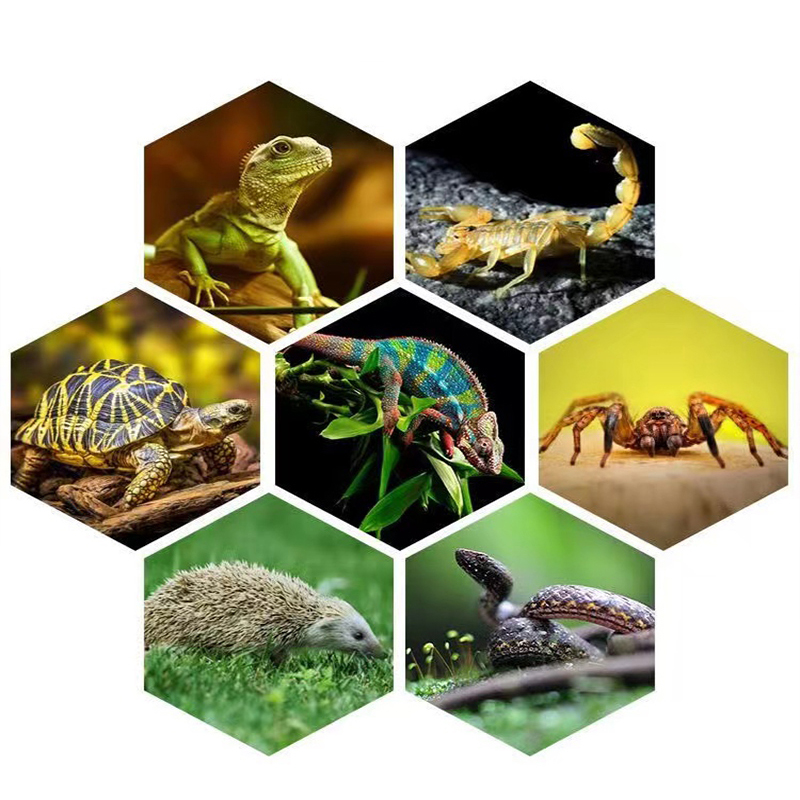 E27 13W/26W Reptile Uvb Lamp   - Calcium Powder Reptile avaliação e preço
