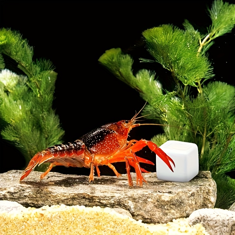 6 Pcs Fish Tank Calcium Block  - Calcium Powder Reptile avaliação e preço